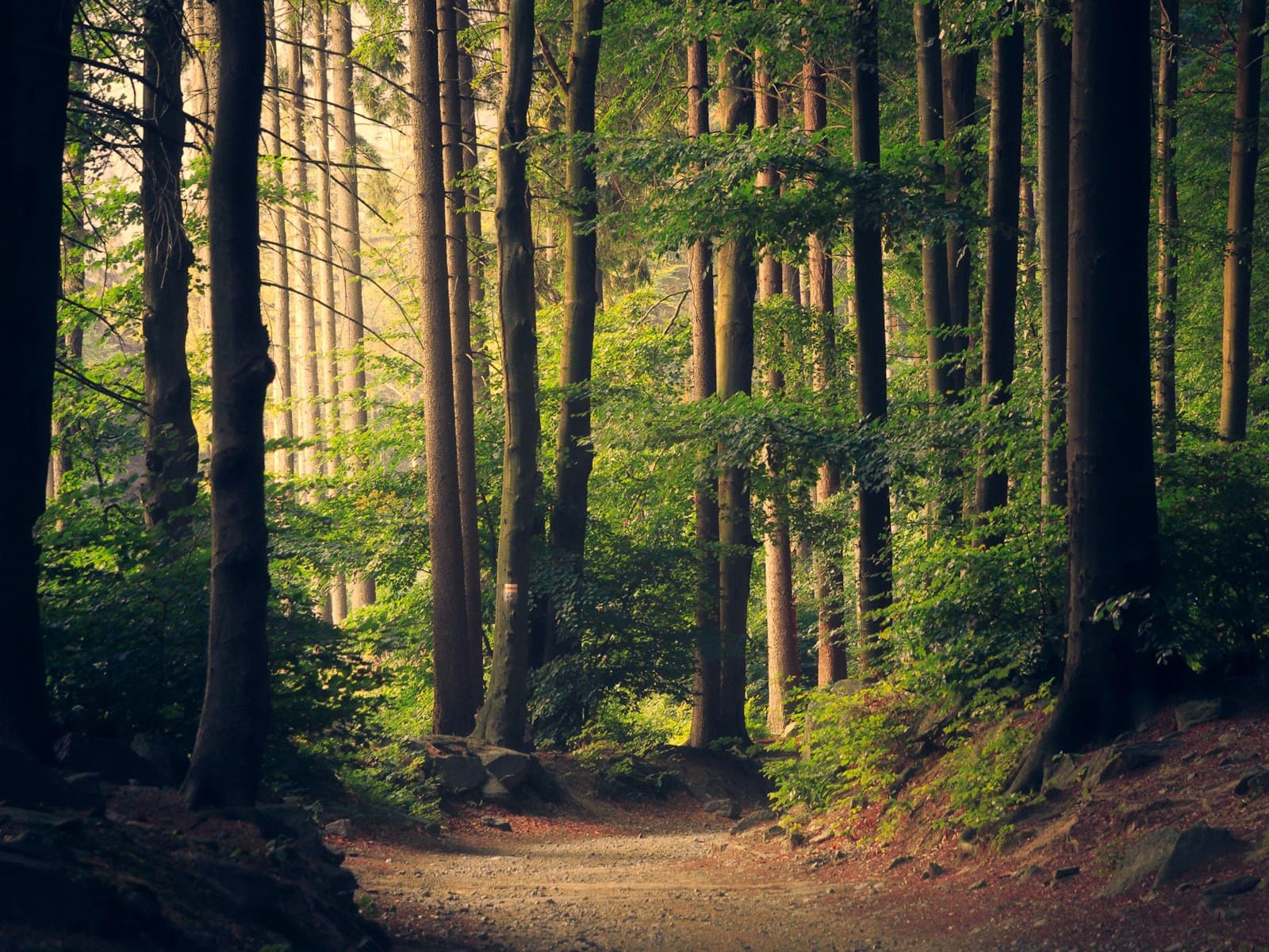 Placeholder: a path through a tall pine forest.
