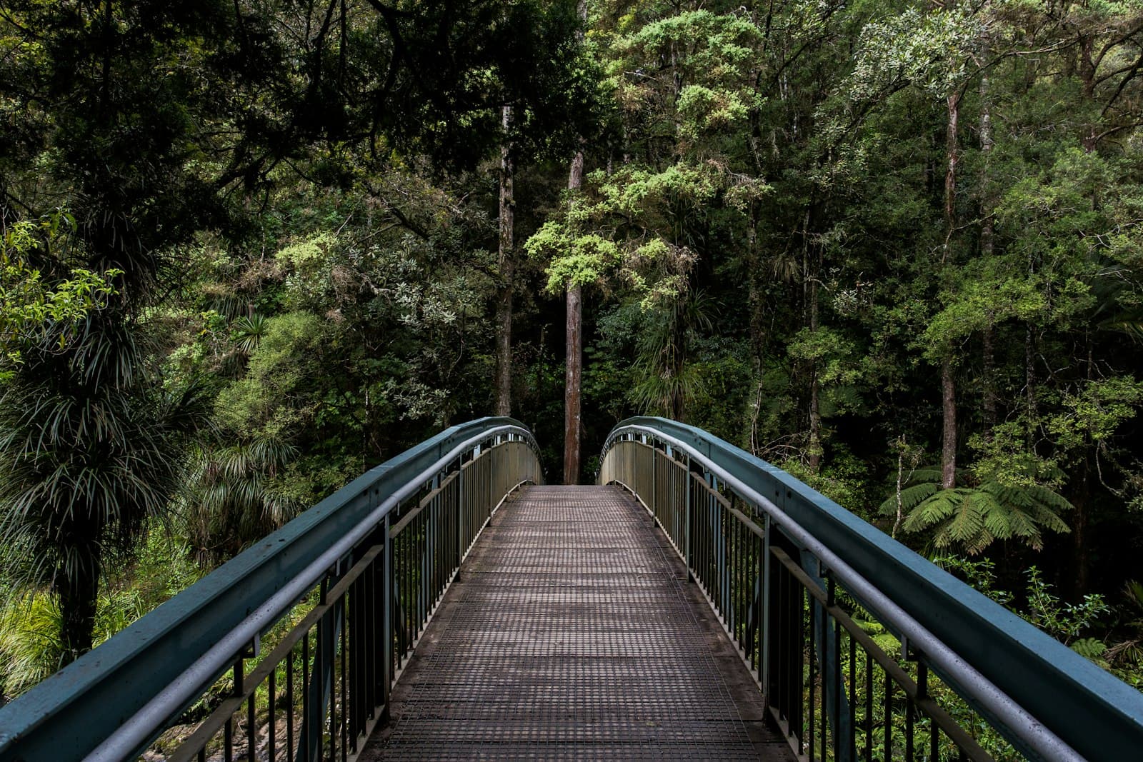 Placeholder: a wooden footbridge into dense forest.